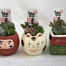 画像をギャラリービューアに読み込む, 【予約注文:12/17発送】多肉植物 迎春セット陶器鉢 3鉢アソート