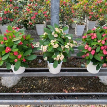 画像をギャラリービューアに読み込む, 大輪 ハナキリン(花麒麟) 5号【育てやすい底面給水鉢】