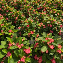 画像をギャラリービューアに読み込む, 大輪 ハナキリン(花麒麟) 5号【育てやすい底面給水鉢】