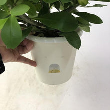 画像をギャラリービューアに読み込む, 大輪 ハナキリン(花麒麟) 5号【育てやすい底面給水鉢】