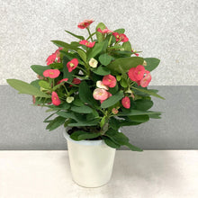 画像をギャラリービューアに読み込む, 大輪 ハナキリン(花麒麟) 5号【育てやすい底面給水鉢】