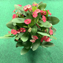 画像をギャラリービューアに読み込む, 大輪 ハナキリン(花麒麟) 5号【育てやすい底面給水鉢】