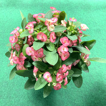 画像をギャラリービューアに読み込む, 大輪 ハナキリン(花麒麟) 5号【育てやすい底面給水鉢】