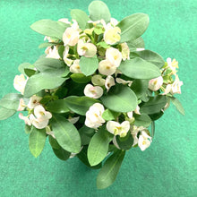 画像をギャラリービューアに読み込む, 大輪 ハナキリン(花麒麟) 5号【育てやすい底面給水鉢】