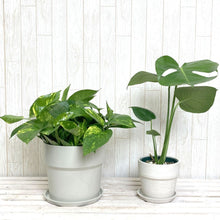 画像をギャラリービューアに読み込む, モンステラ4号・ポトス6号 室内におすすめ鉢カバーセット