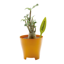 画像をギャラリービューアに読み込む, Plastia プラントラベルMIX