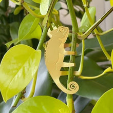 画像をギャラリービューアに読み込む, AS プラントアニマル