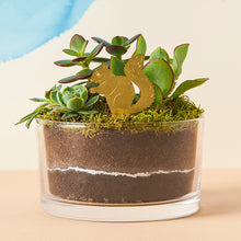 画像をギャラリービューアに読み込む, AS プラントアニマル