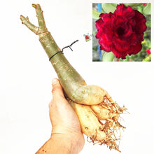 画像をギャラリービューアに読み込む, 【期間限定:3月末まで】アデニウム・オベスム 裸株(裸苗) 赤・紫系(9種から選べる)