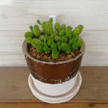 画像をギャラリービューアに読み込む, 【一点物】ユーフォルビア グリーンボール+DULTONポットセット(バイカラーポット)