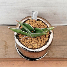 画像をギャラリービューアに読み込む, 【一点物】サンスベリア・サムライドワーフ+DULTONポットセット(ブロンズ) 2.5号