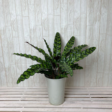 画像をギャラリービューアに読み込む, 【室内におすすめ】カラテア インシグニス