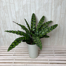 画像をギャラリービューアに読み込む, 【室内におすすめ】カラテア インシグニス