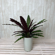 画像をギャラリービューアに読み込む, 【室内におすすめ】カラテア インシグニス
