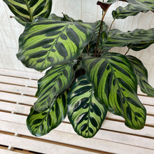 画像をギャラリービューアに読み込む, 【室内におすすめ】カラテア マコヤナ