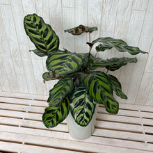 画像をギャラリービューアに読み込む, 【室内におすすめ】カラテア マコヤナ