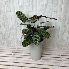 画像をギャラリービューアに読み込む, 【室内におすすめ】カラテア マコヤナ