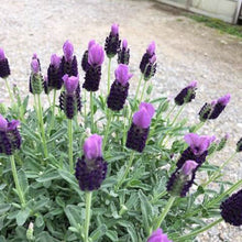 画像をギャラリービューアに読み込む, ラベンダーストエカス ノーブルサマー