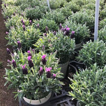 画像をギャラリービューアに読み込む, ラベンダーストエカス ノーブルサマー