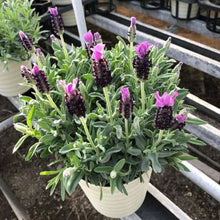 画像をギャラリービューアに読み込む, ラベンダーストエカス ノーブルサマー