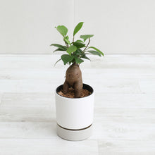 画像をギャラリービューアに読み込む, kaorimaru ガジュマル 2.5号 季節限定サクラの香り