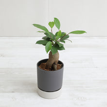 画像をギャラリービューアに読み込む, kaorimaru ガジュマル 2.5号 季節限定サクラの香り