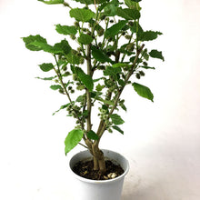 画像をギャラリービューアに読み込む, 【販売期間:5/7まで】クワ(スイートマルベリー)