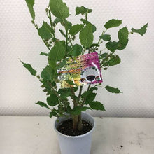 画像をギャラリービューアに読み込む, 【販売期間:5/7まで】クワ(スイートマルベリー)