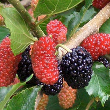 画像をギャラリービューアに読み込む, 【販売期間:5/7まで】クワ(スイートマルベリー)