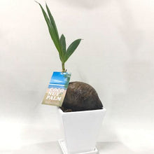 画像をギャラリービューアに読み込む, 【販売期間:7月31日まで】ココヤシ 6号 陶器鉢