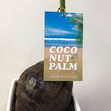 画像をギャラリービューアに読み込む, 【販売期間:7月31日まで】ココヤシ 6号 陶器鉢