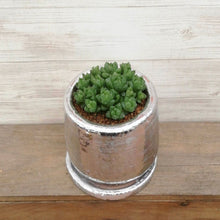 画像をギャラリービューアに読み込む, 【一点物】ハオルチア ウンブラティコラ+DULTONポットセット(Round Pot S/silver)