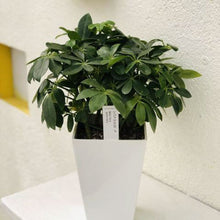 画像をギャラリービューアに読み込む, シェフレラ ・'A'ホンコン スクエア鉢セット 5号