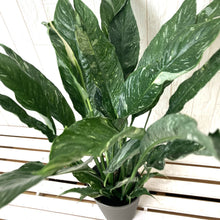 画像をギャラリービューアに読み込む, スパティフィラム ドミノ