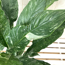 画像をギャラリービューアに読み込む, スパティフィラム ドミノ