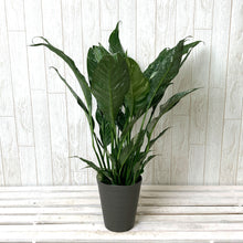 画像をギャラリービューアに読み込む, スパティフィラム ドミノ