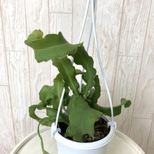 画像をギャラリービューアに読み込む, ミニドラゴンフルーツ