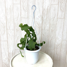 画像をギャラリービューアに読み込む, ミニドラゴンフルーツ