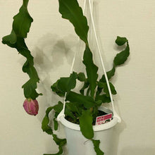 画像をギャラリービューアに読み込む, ミニドラゴンフルーツ