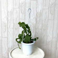 画像をギャラリービューアに読み込む, ミニドラゴンフルーツ