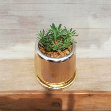 画像をギャラリービューアに読み込む, 【一点物】ユーフォルビア 峨眉山+DULTONポットセット(Round Pot S/Gold)