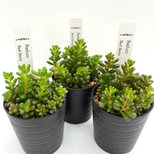 画像をギャラリービューアに読み込む, セダム・レッドベリー 2.5号 3鉢セット 【国内実生苗】