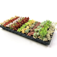画像をギャラリービューアに読み込む, 多肉植物 プラグ苗 1号 ケース売り 72個入セット【12品種保証】