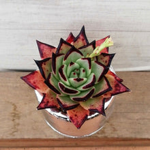 画像をギャラリービューアに読み込む, 【一点物】エケベリア・エボニー+DULTONポットセット(シルバー) 2.5号