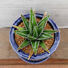 画像をギャラリービューアに読み込む, 【一点物】アガベ・笹の雪+DULTONポットセット(バイオレット) 3号