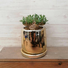 画像をギャラリービューアに読み込む, 【1点もの】ユーフォルビア 峨眉山+DULTONポットセット(ゴールド)