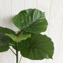 画像をギャラリービューアに読み込む, 【室内におすすめ 観葉植物】フィカス・ウンベラータ 6号
