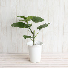 画像をギャラリービューアに読み込む, 【室内におすすめ 観葉植物】フィカス・ウンベラータ 6号