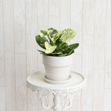 画像をギャラリービューアに読み込む, ペペロミア ゴールデンゲート 3.5号