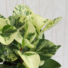 画像をギャラリービューアに読み込む, ペペロミア ゴールデンゲート 3.5号